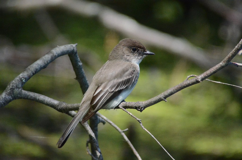 Flycatcher, Eastern Phoebe, 2012-05121844 Broadmoor Wildlife Sanctuary, MA.JPG - Eastern Phoebe. Broadmoor Wildlife Sanctuary, Natick, MA, 5-12-2012